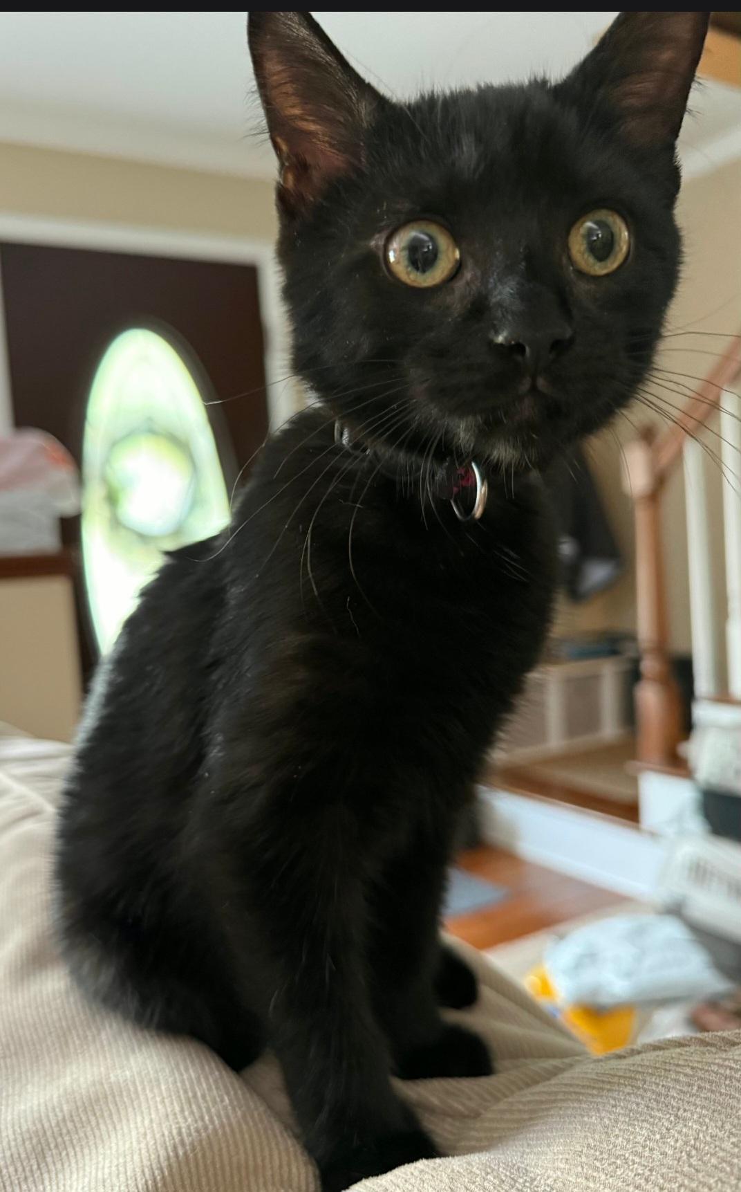 Enlarge Dora, a Adoptable Domestic Short Hair in Freemansburg, PA image 3/3
