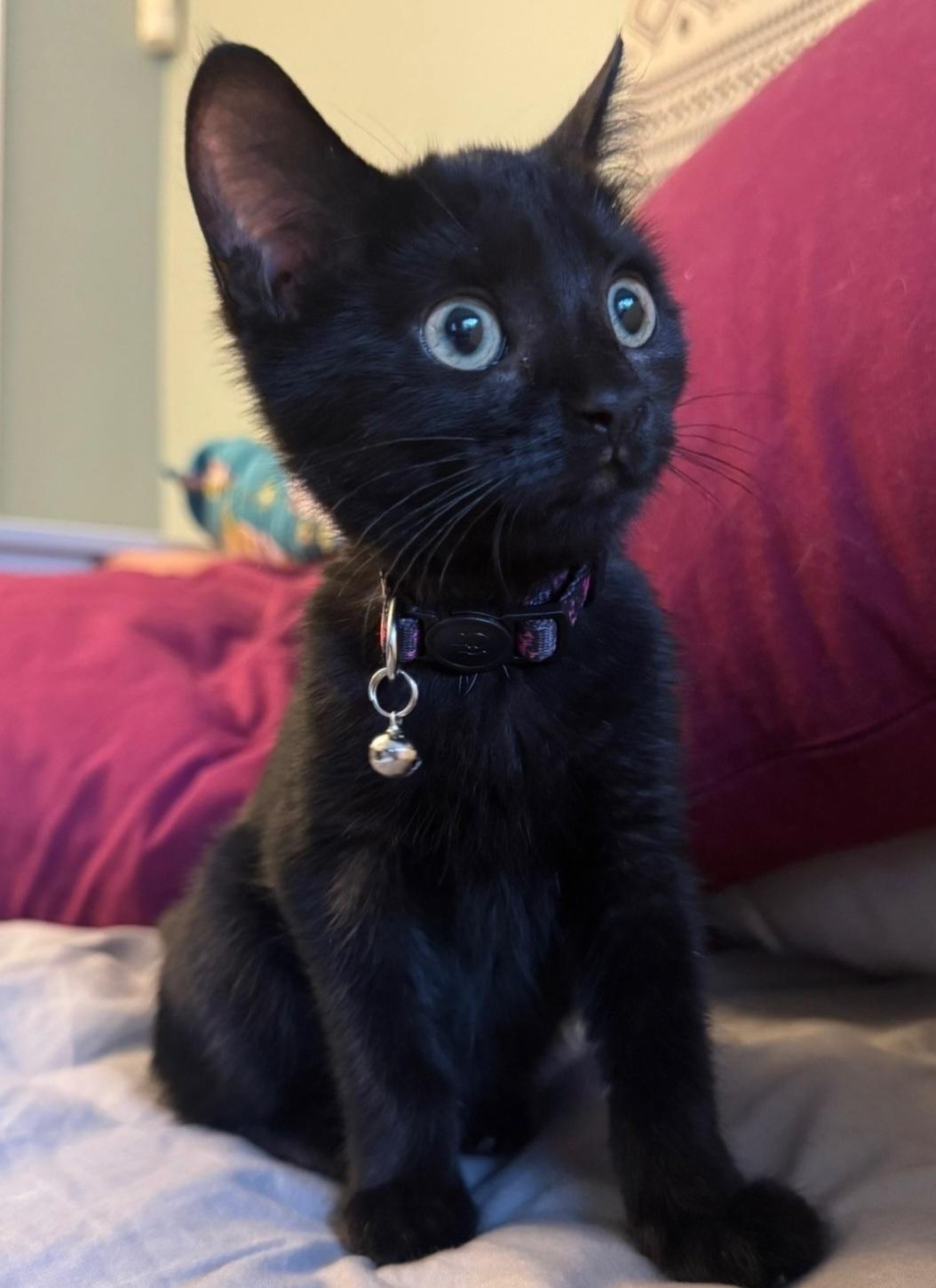 Enlarge Dora, a Adoptable Domestic Short Hair in Freemansburg, PA image 2/3