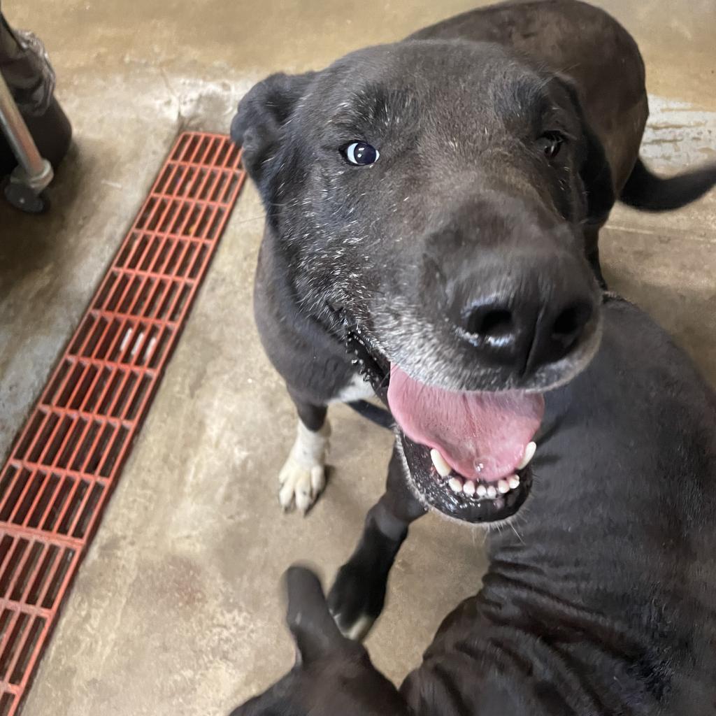 Bowie*, Adoptable, Adult Male Husky & Great Dane.