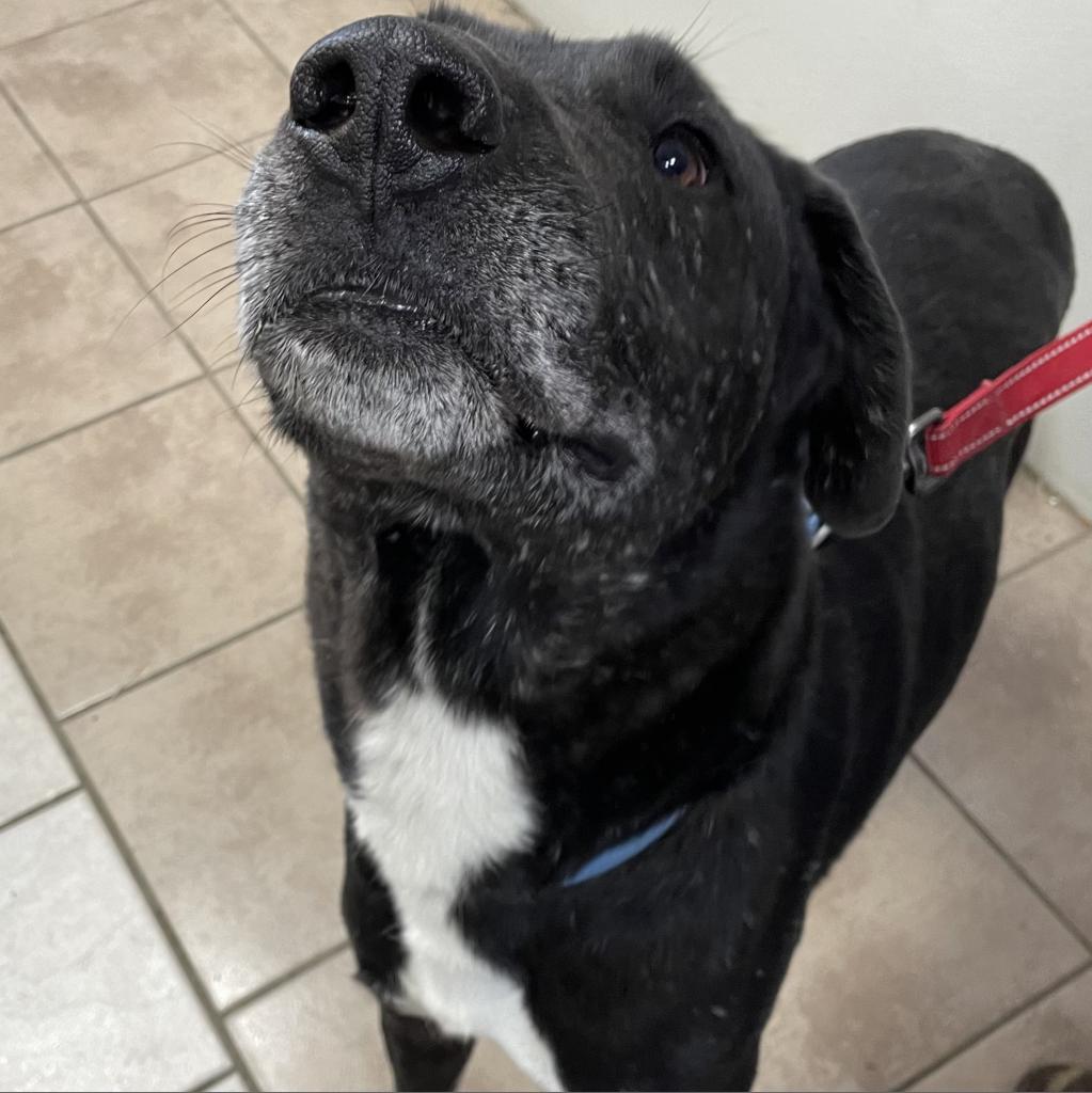 Bowie*, a Adoptable mixed breed in Eureka Springs, AR image 2/4