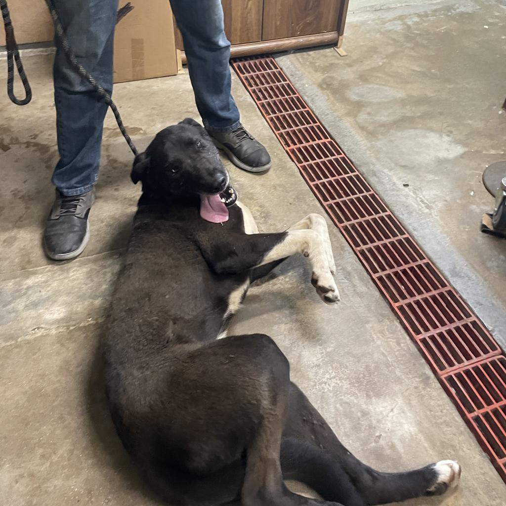 Bowie*, a Adoptable mixed breed in Eureka Springs, AR image 3/4