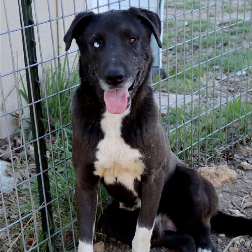 Bowie*, a Adoptable mixed breed in Eureka Springs, AR image 4/4