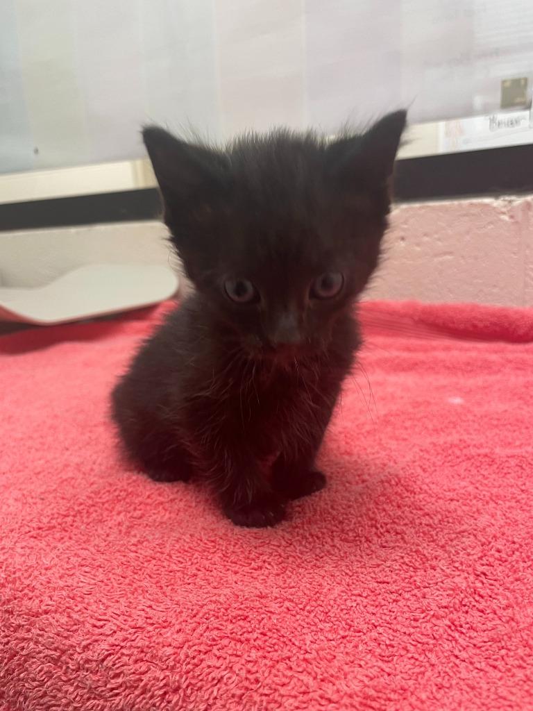 Noah, Adoptable, Young Male Domestic Medium Hair.