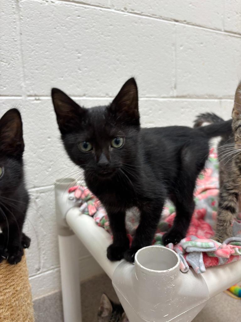 Noah, a Adoptable mixed breed in Madison, GA image 1/5