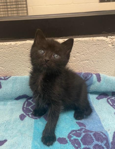 Noah, a Adoptable mixed breed in Madison, GA image 2/5