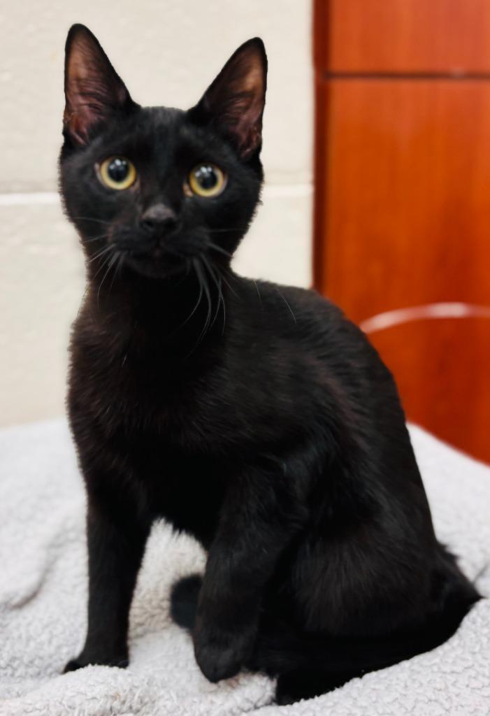 Noah, a Adoptable mixed breed in Madison, GA image 4/5