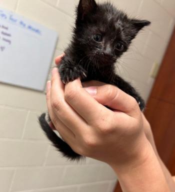 Noah, a Adoptable mixed breed in Madison, GA image 5/5