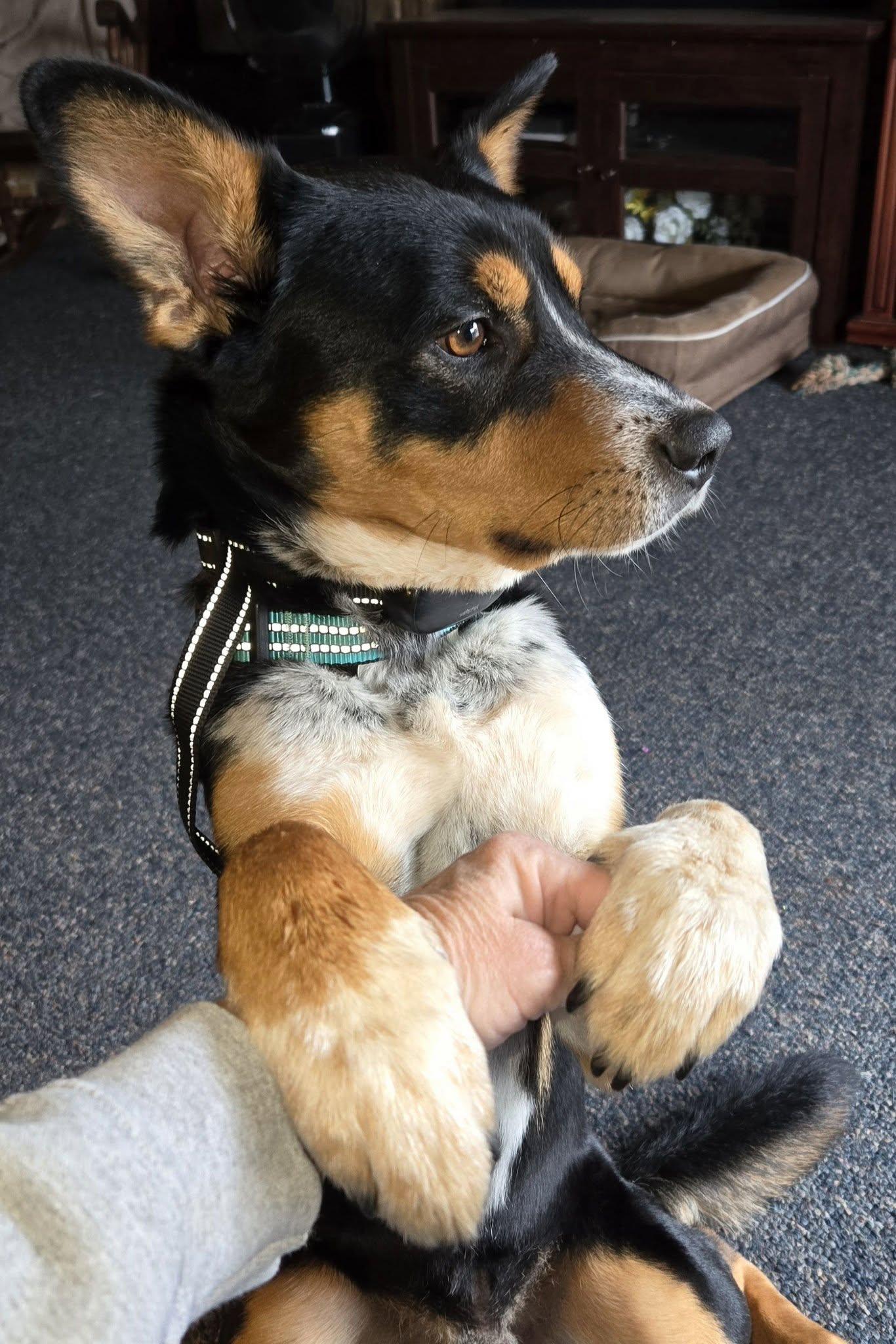 Enlarge Skippy, a Adoptable mixed breed in OKLAHOMA CITY, OK image 2/4