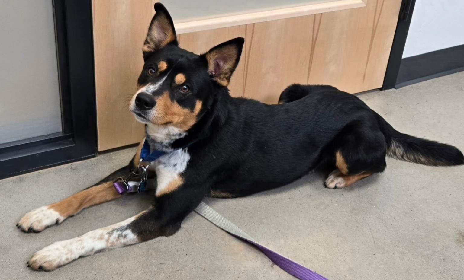 Skippy, Adoptable, Young Male Australian Kelpie & Australian Cattle Dog / Blue Heeler.