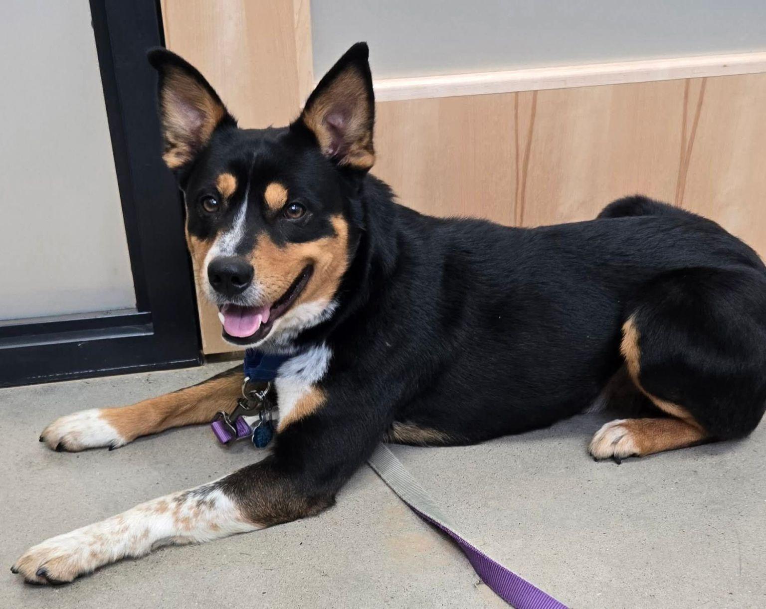 Enlarge Skippy, a Adoptable mixed breed in OKLAHOMA CITY, OK image 4/4