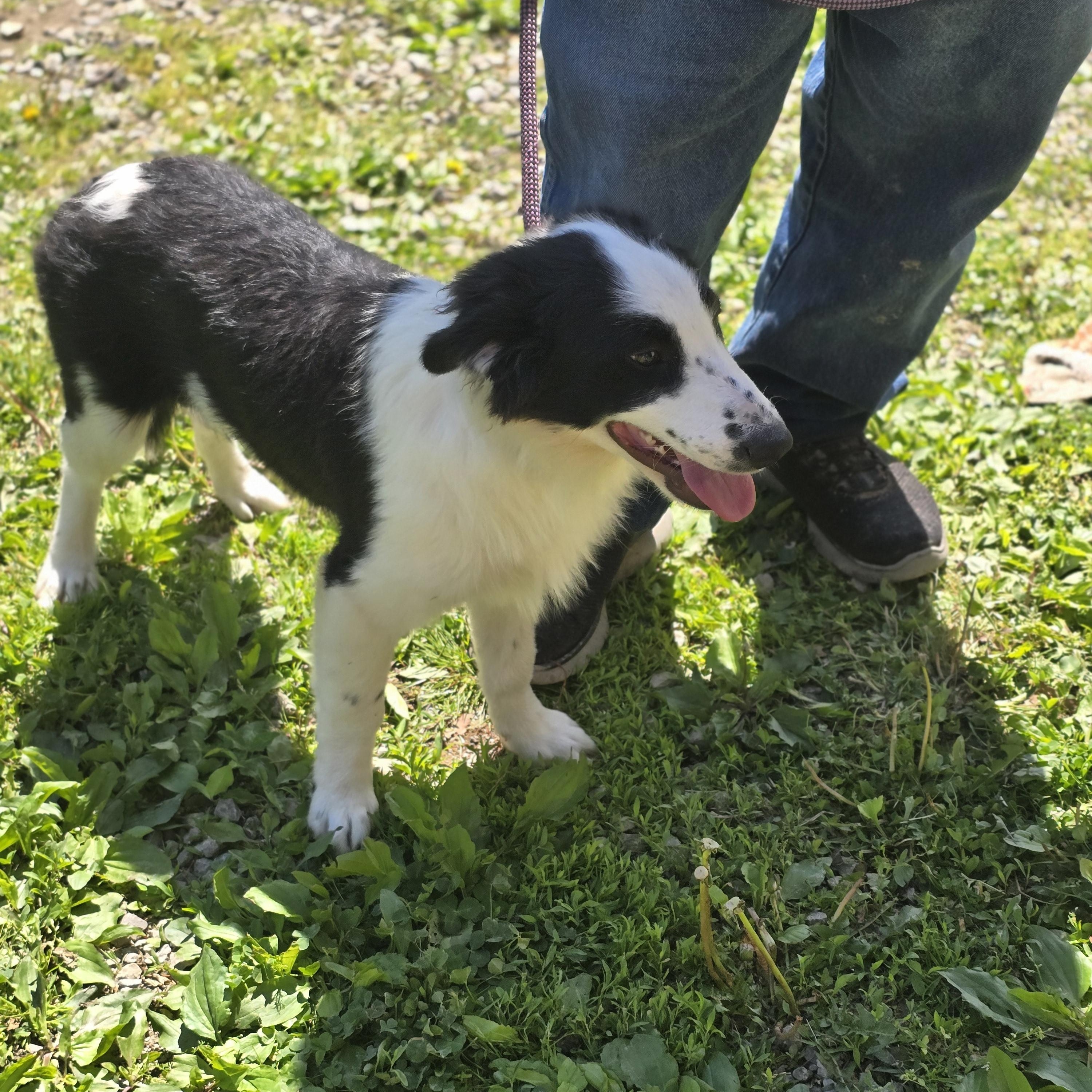 Enlarge Rodeo, a ADOPTABLE Border Collie in Zaleski, OH image 2/2