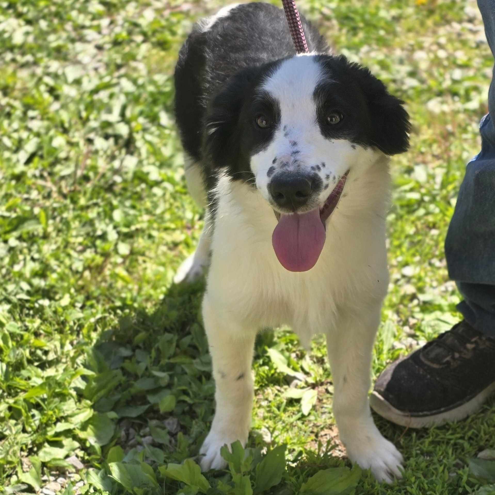 Rodeo, ADOPTABLE, Young Male Border Collie.