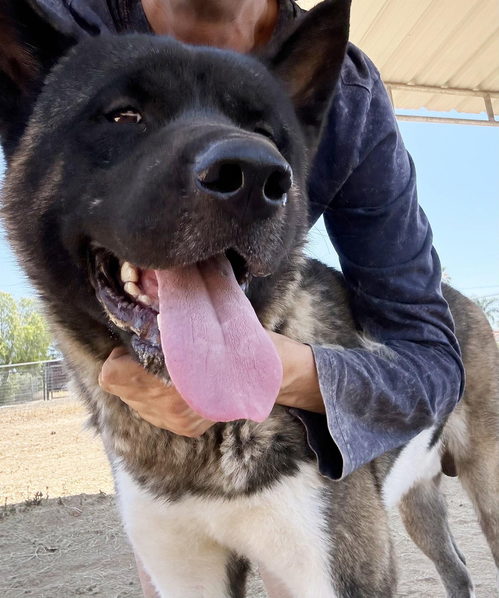 Cash, Adoptable, Young Male Akita.