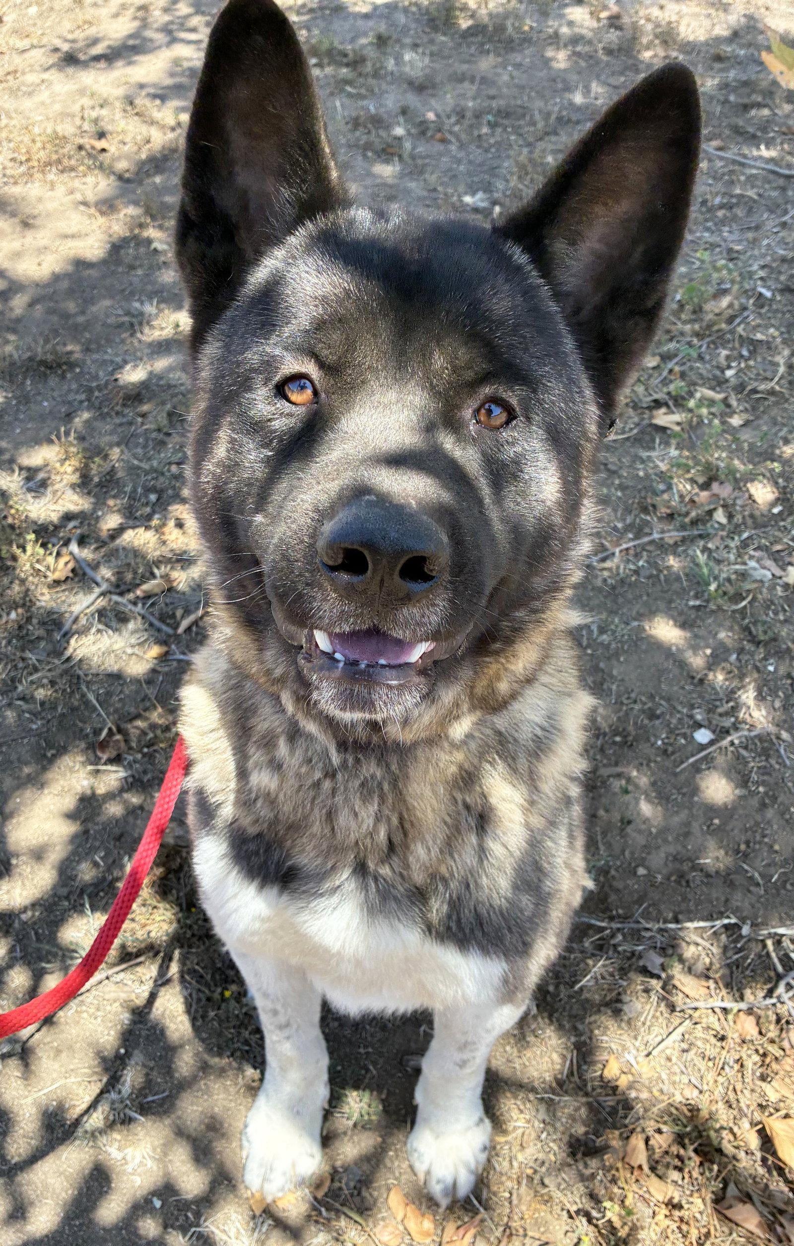 Enlarge Cash, a Adoptable Akita in Romoland, CA image 2/3