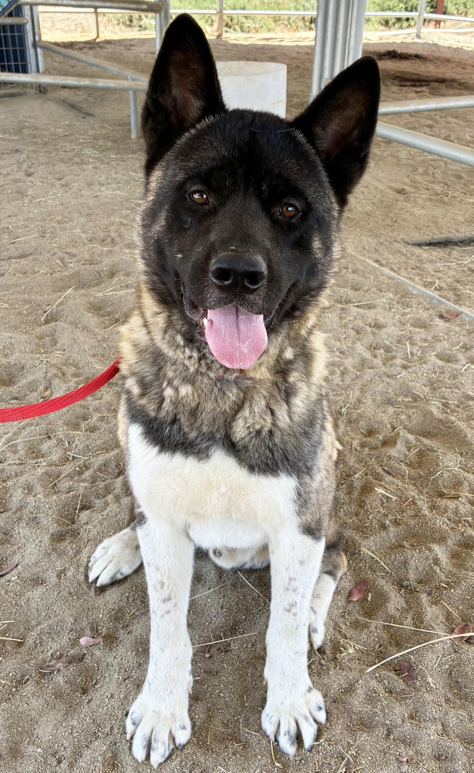 Enlarge Cash, a Adoptable Akita in Romoland, CA image 3/3