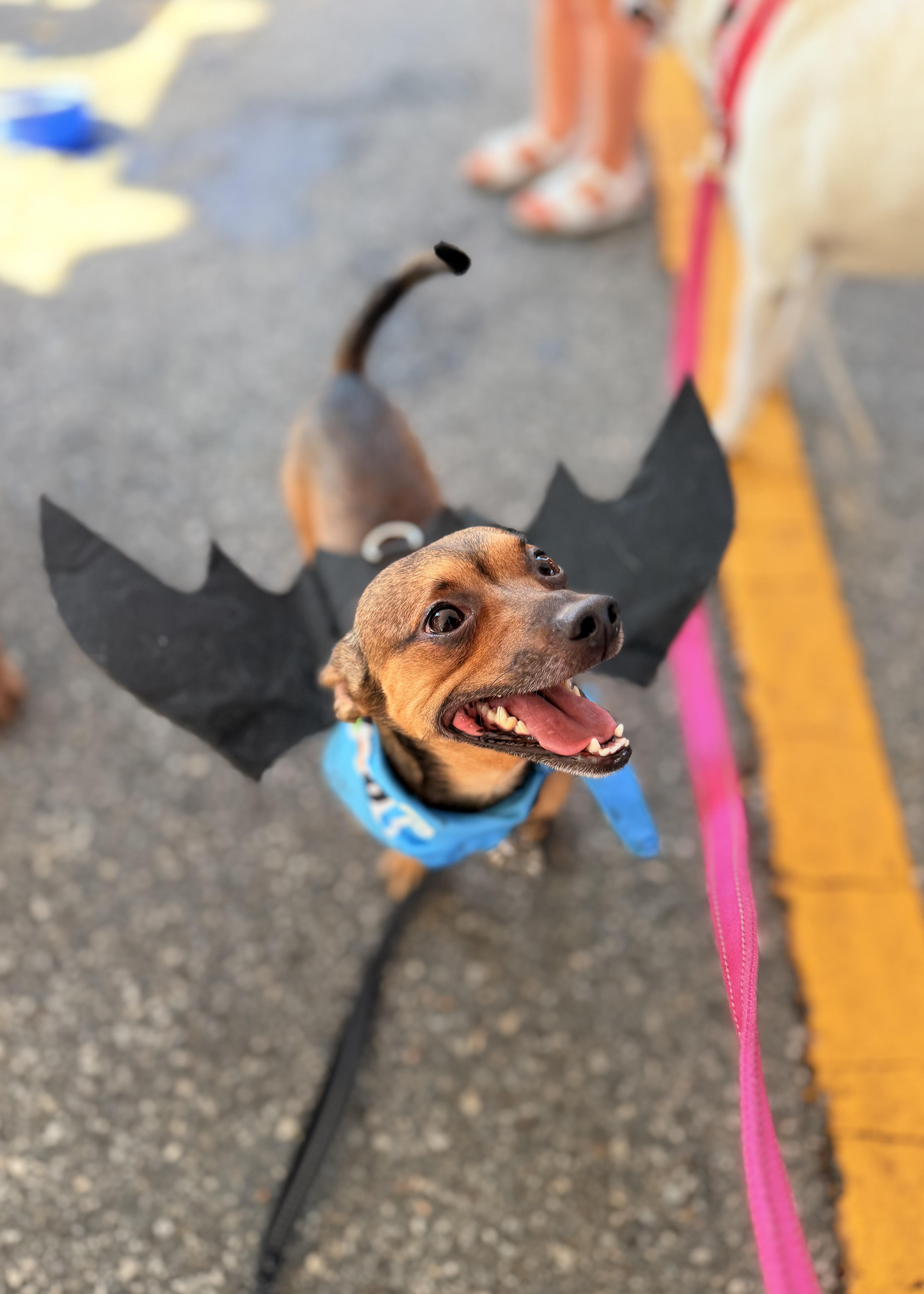 Enlarge Teddy, a Adoptable mixed breed in Thousand Oaks, CA image 3/6