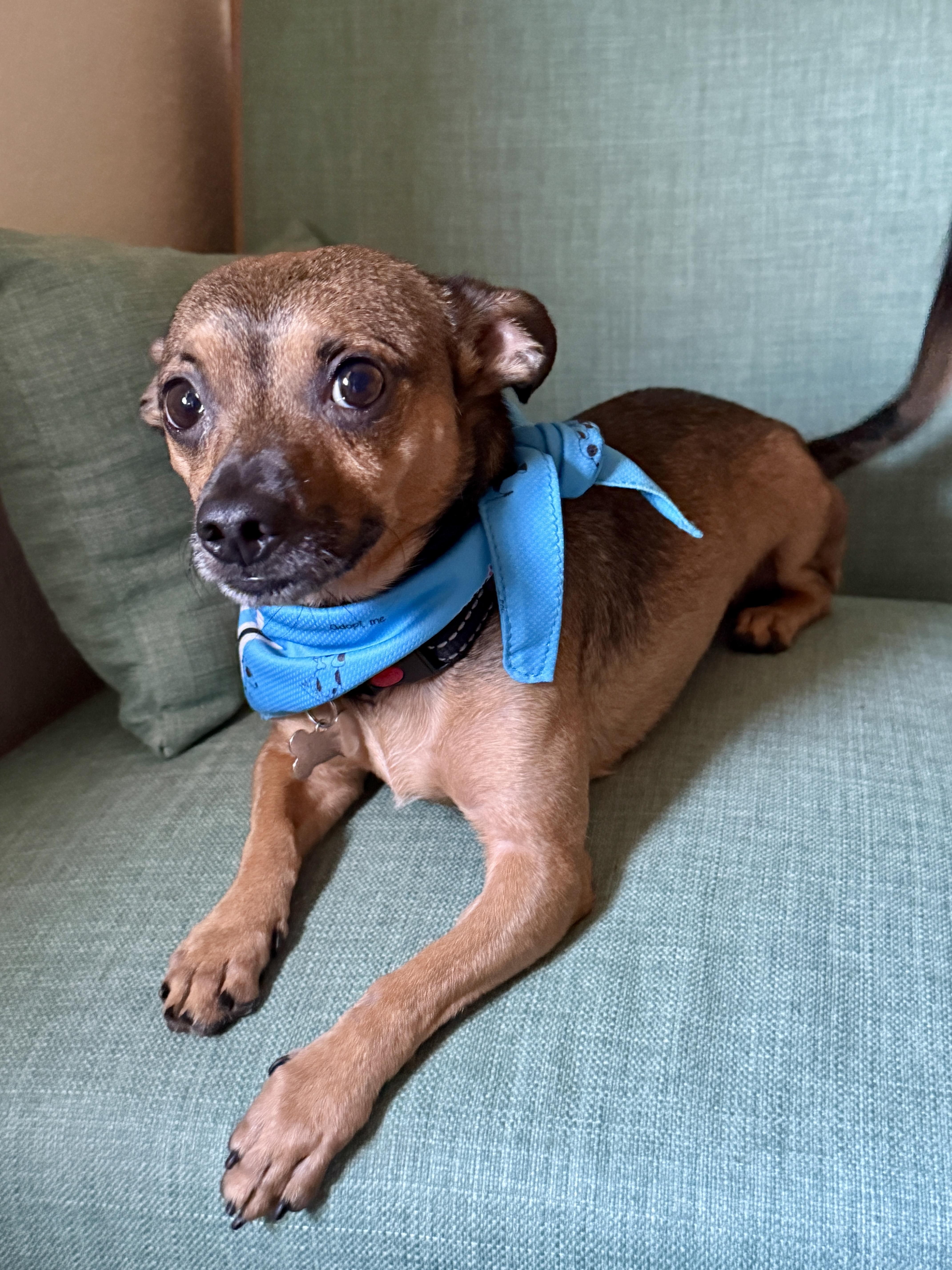 Enlarge Teddy, a ADOPTABLE mixed breed in Thousand Oaks, CA image 1/6