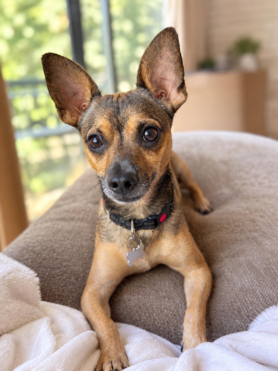 Enlarge Teddy, a Adoptable mixed breed in Thousand Oaks, CA image 5/6