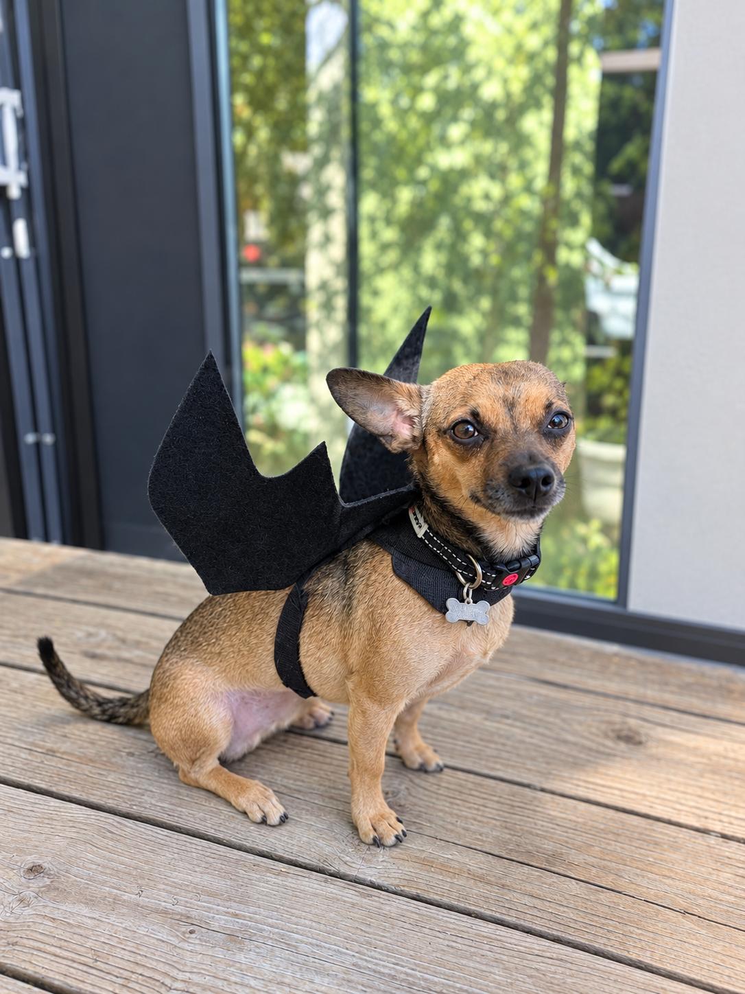 Enlarge Teddy, a Adoptable mixed breed in Thousand Oaks, CA image 4/6