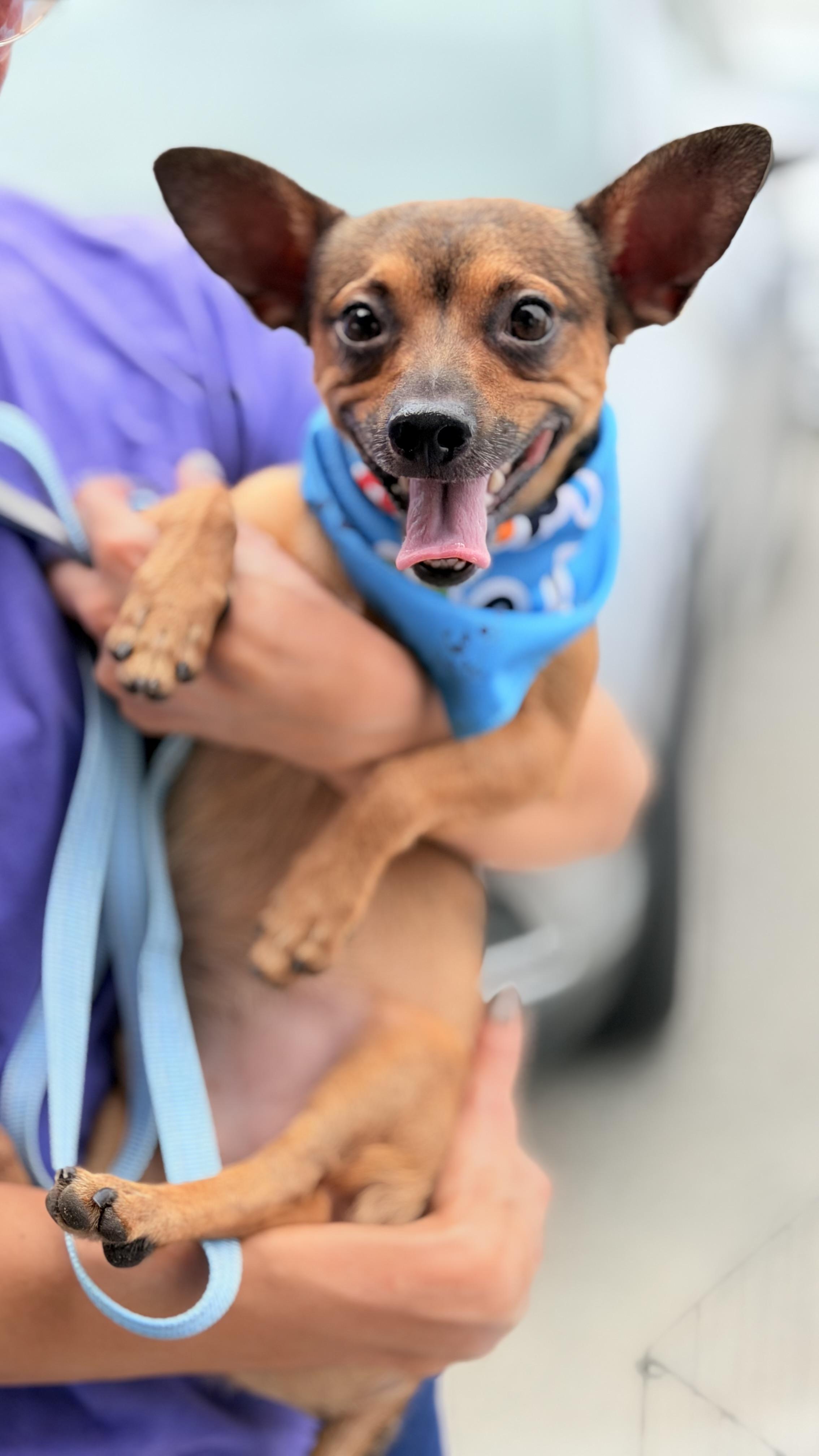 Enlarge Teddy, a Adoptable mixed breed in Thousand Oaks, CA image 6/6