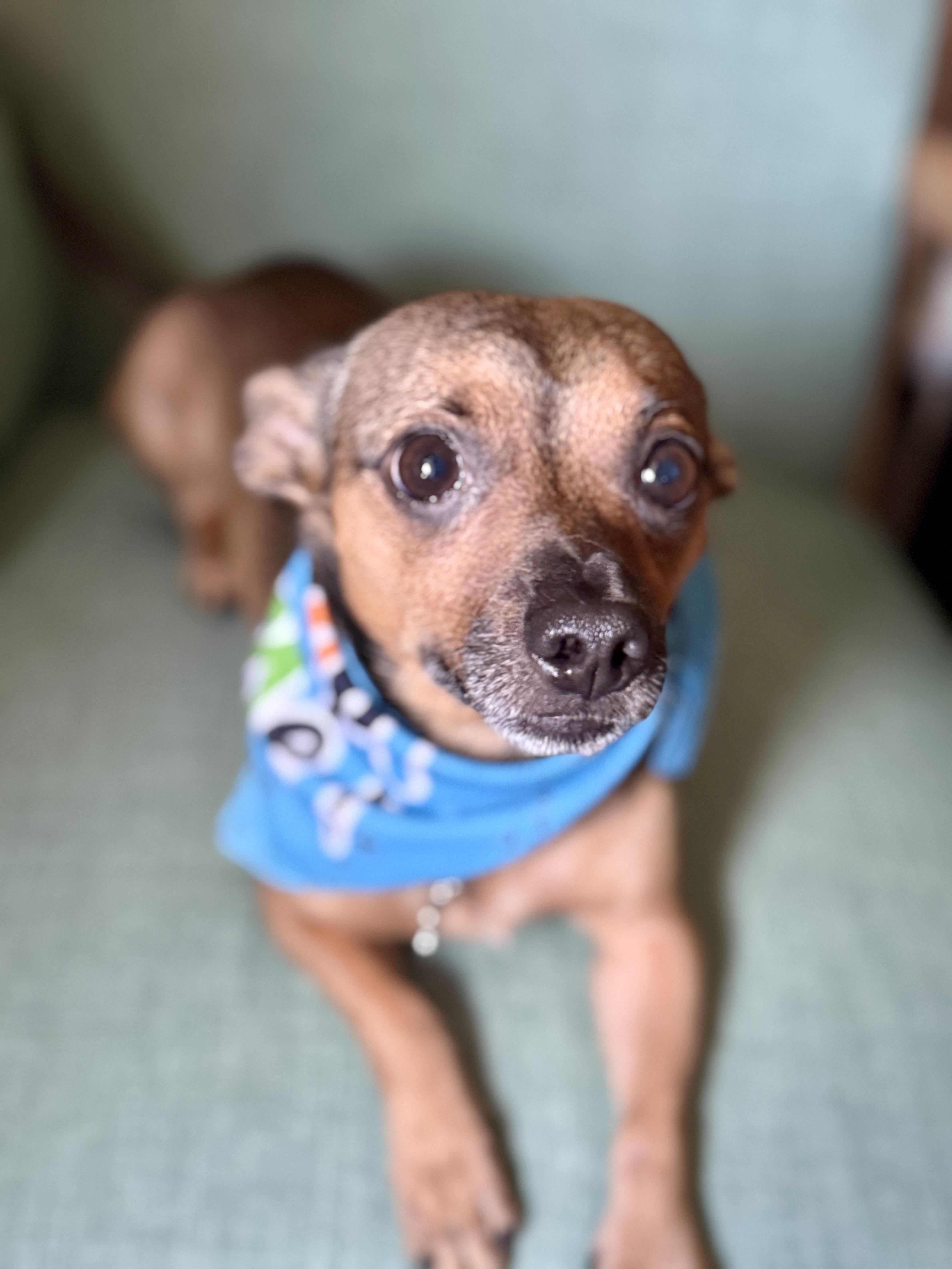 Enlarge Teddy, a ADOPTABLE mixed breed in Thousand Oaks, CA image 6/6