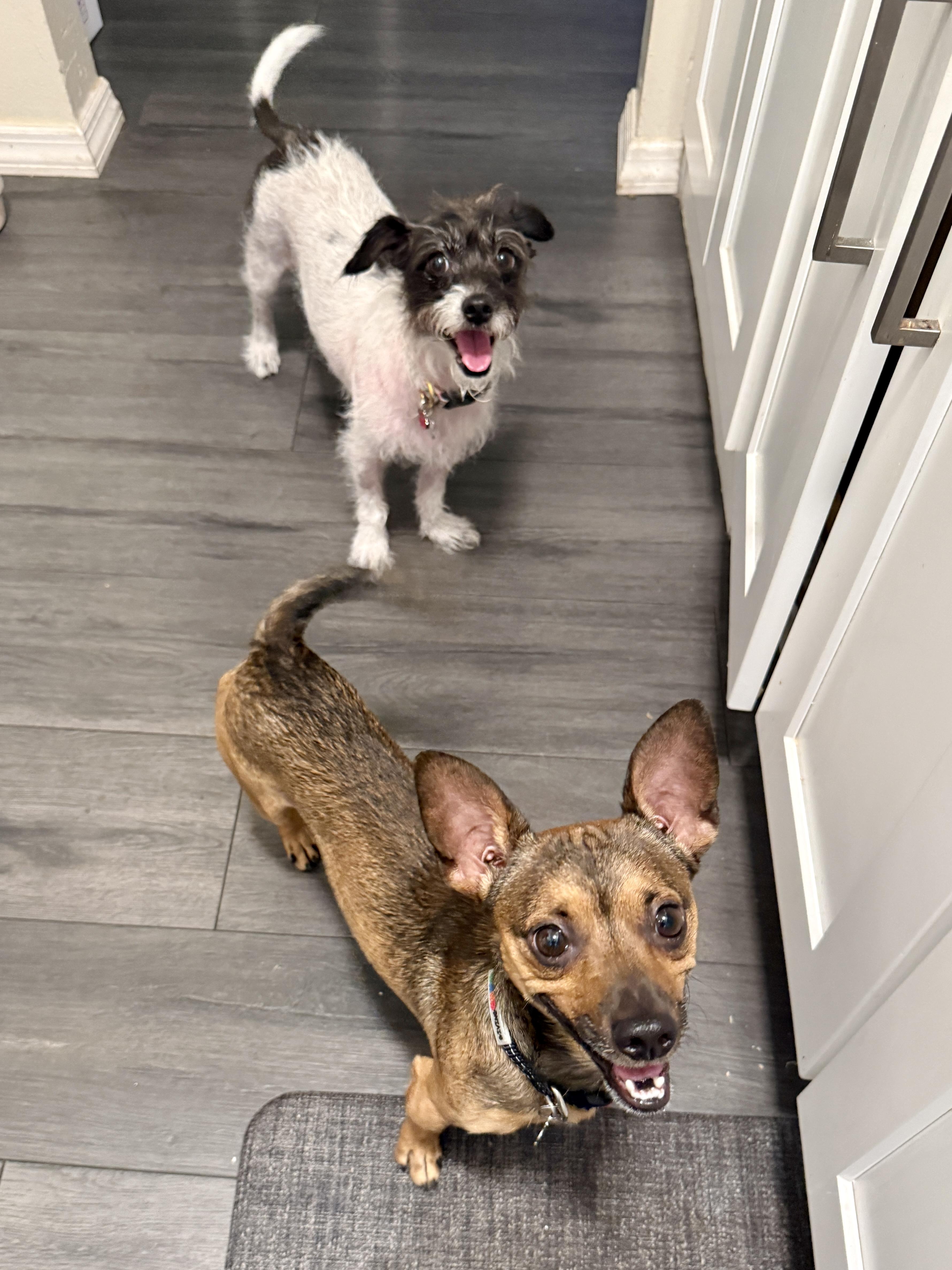 Enlarge Teddy, a ADOPTABLE mixed breed in Thousand Oaks, CA image 5/6