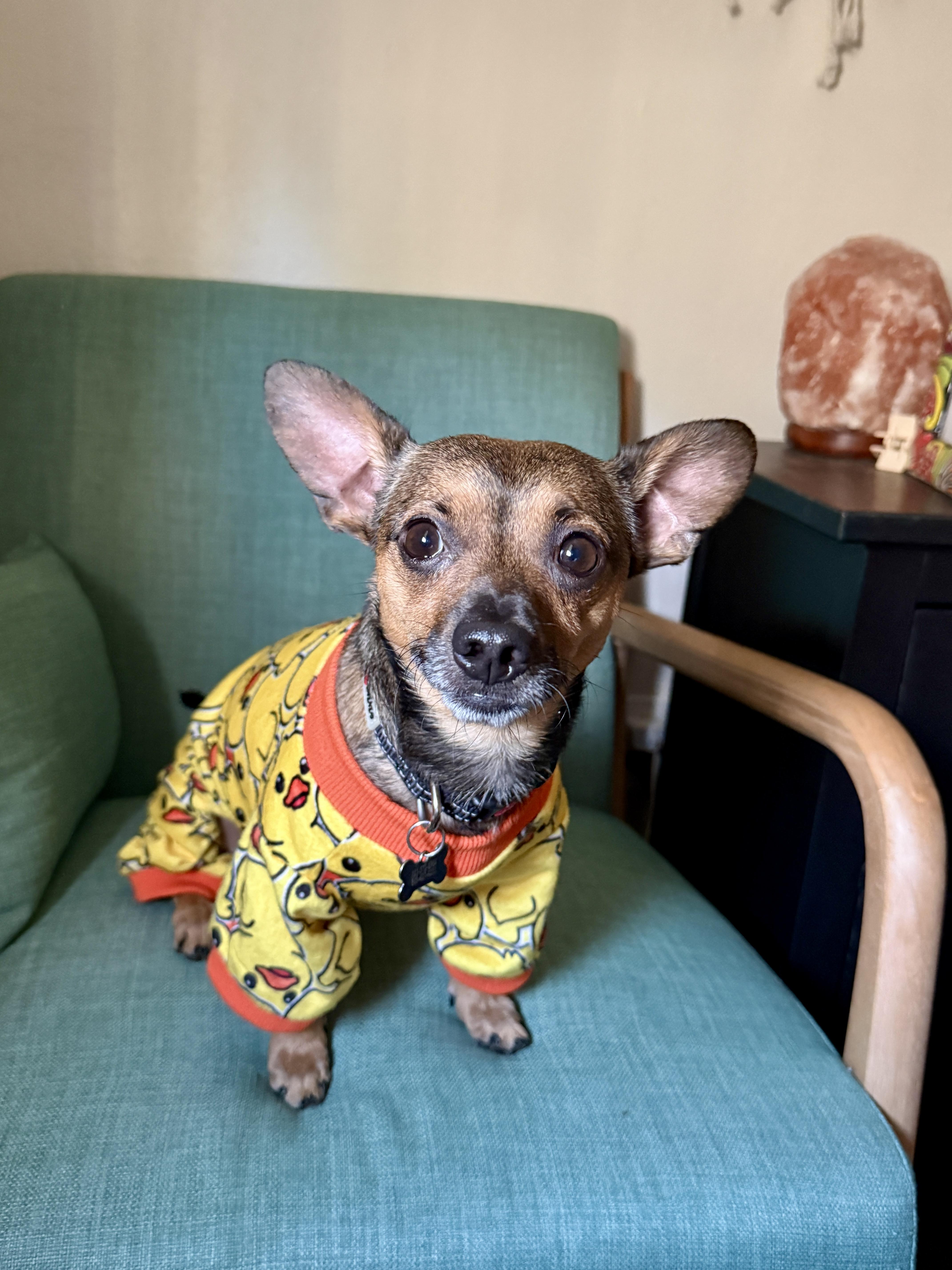 Enlarge Teddy, a ADOPTABLE mixed breed in Thousand Oaks, CA image 4/6