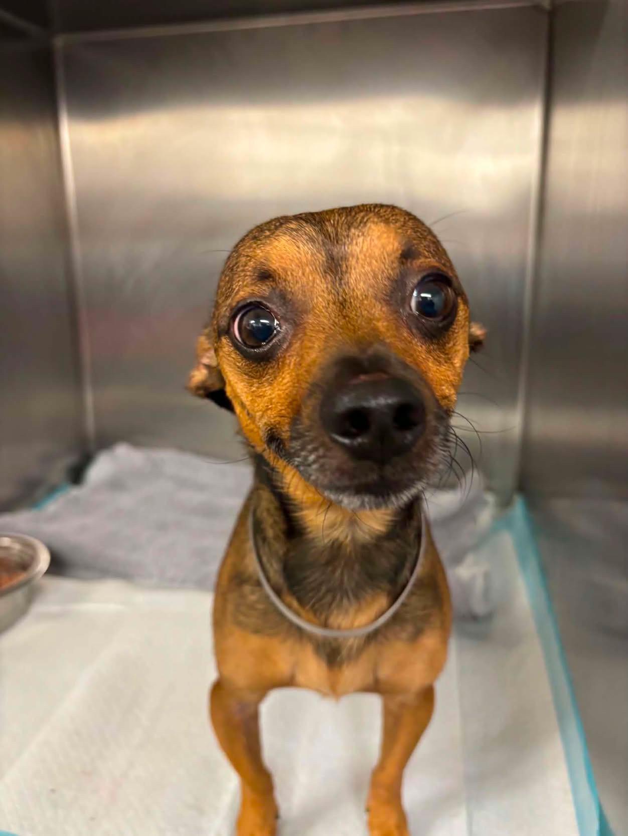 Teddy, ADOPTABLE, Young Male Chihuahua & Mixed Breed.