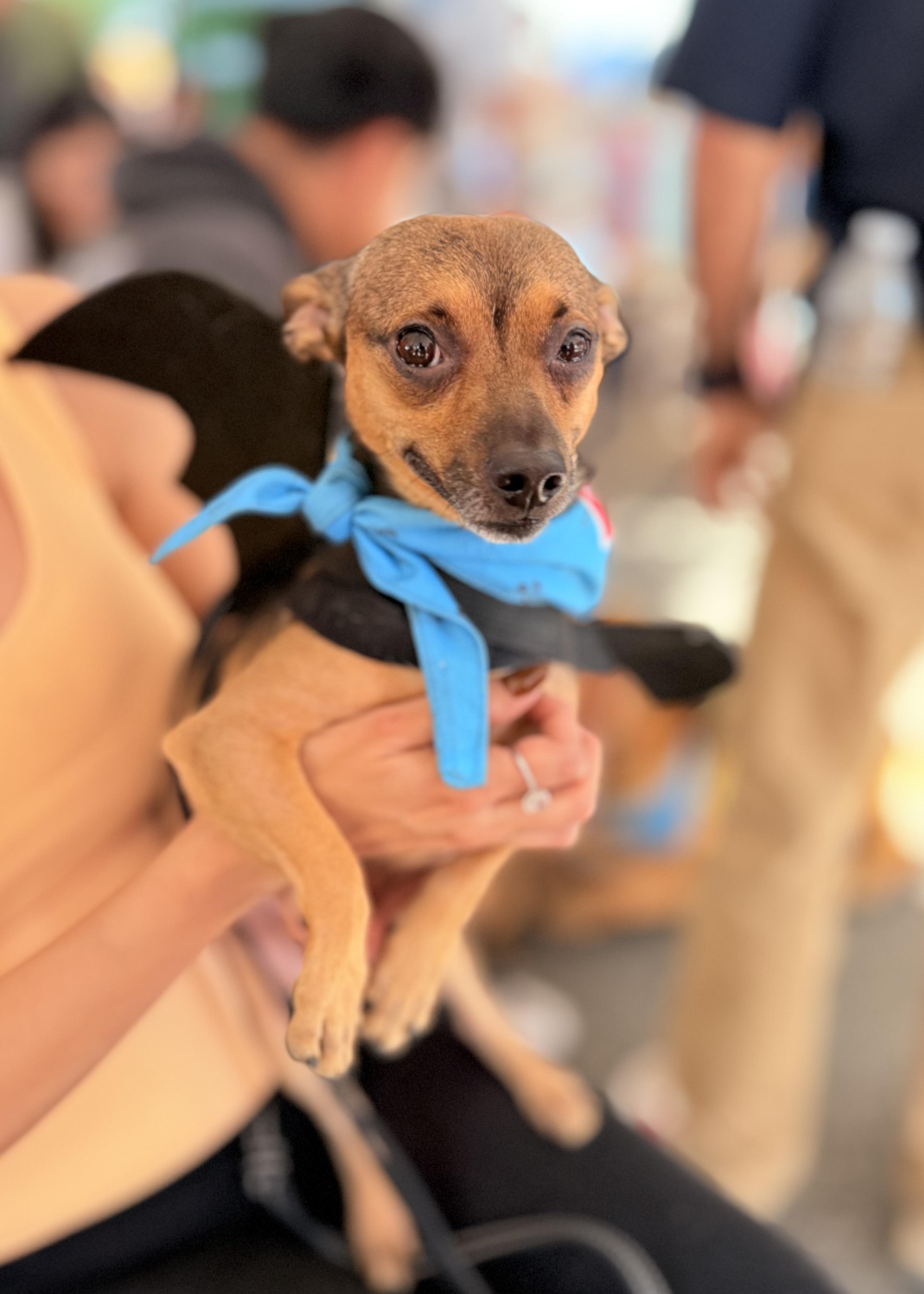 Enlarge Teddy, a Adoptable mixed breed in Thousand Oaks, CA image 1/6