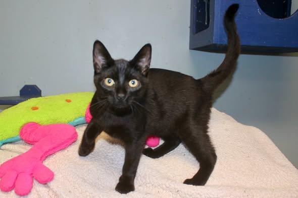 Enlarge FRAGILISTIC, a Adopted Domestic Short Hair in Brazil, IN image 4/4