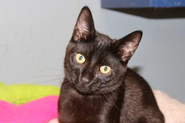 FRAGILISTIC, Adopted, Kitten Male Domestic Short Hair.