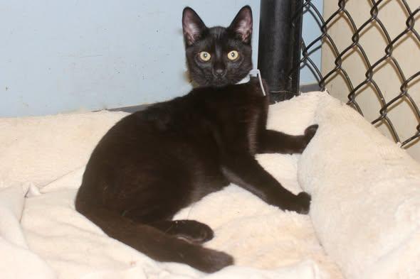 Enlarge FRAGILISTIC, a Adopted Domestic Short Hair in Brazil, IN image 3/4