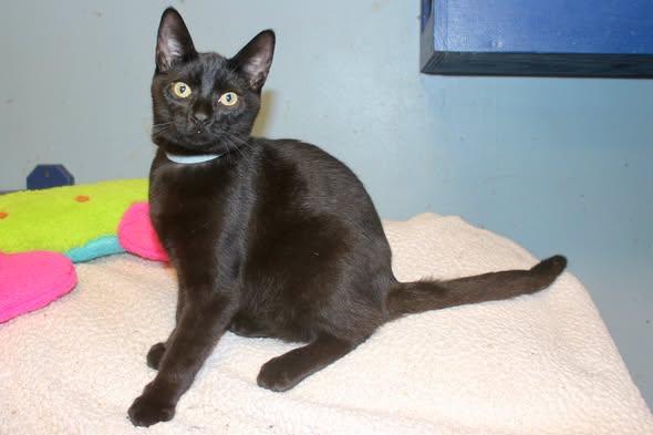 Enlarge FRAGILISTIC, a Adopted Domestic Short Hair in Brazil, IN image 2/4