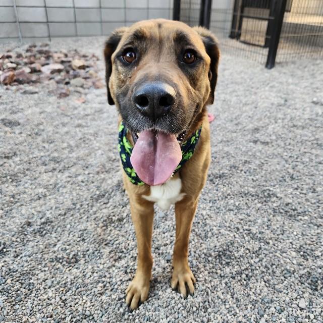 CEEJAY, Adoptable, Adult Male Labrador Retriever & Mixed Breed.