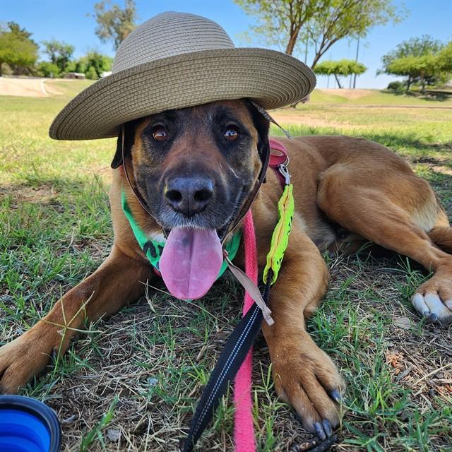 CEEJAY, Adoptable, Adult Male Labrador Retriever & Mixed Breed.