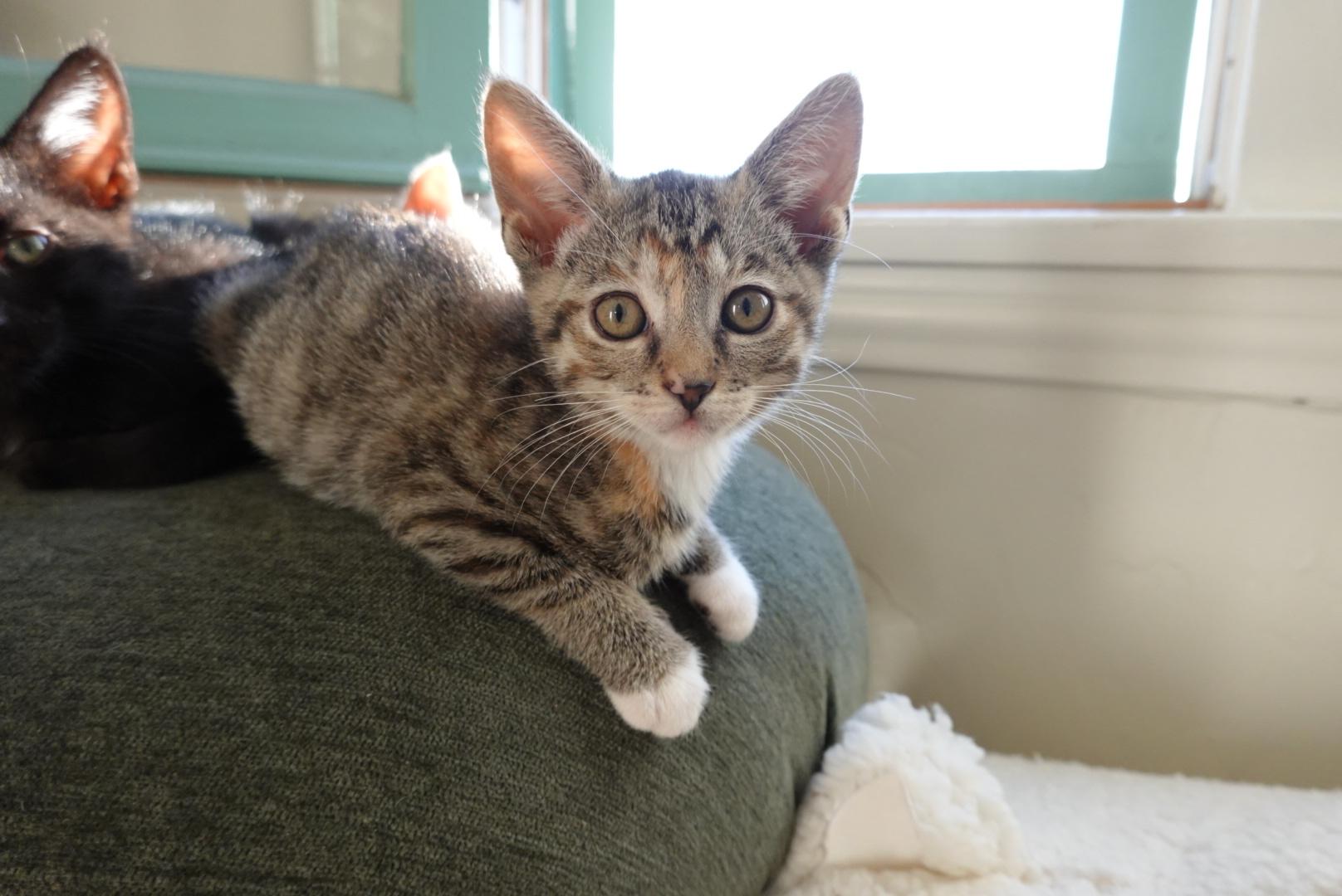 Poppy, Adopted, Kitten Female Domestic Short Hair.