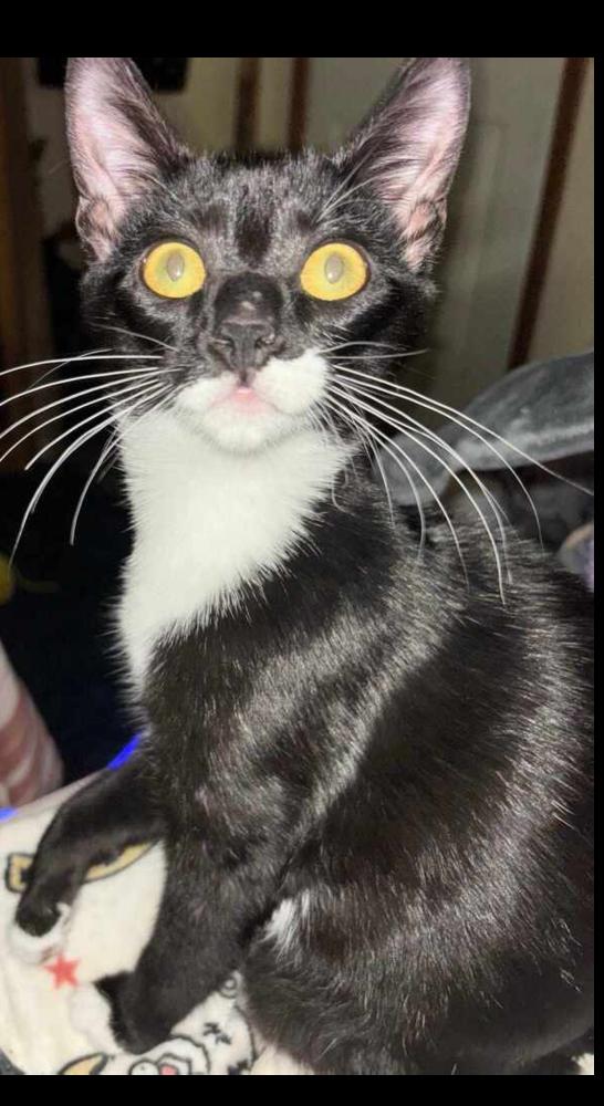 Enlarge Bonnie, a Adoptable Domestic Short Hair in Cary, NC image 1/5