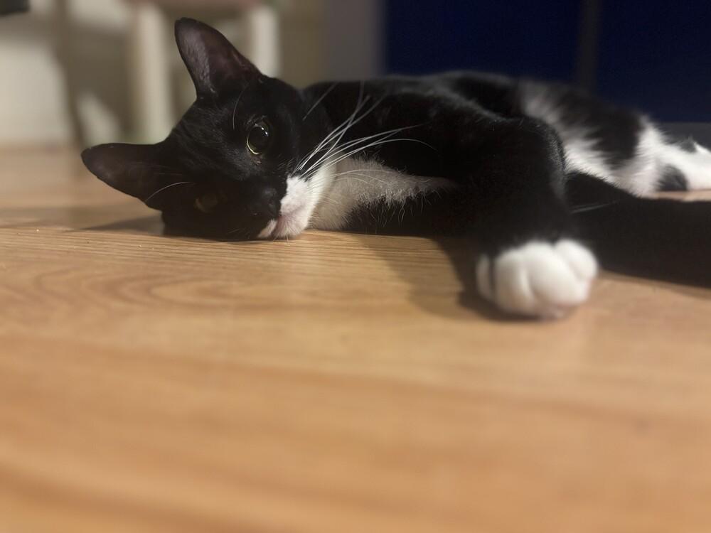 Enlarge Bonnie, a Adoptable Domestic Short Hair in Cary, NC image 5/5