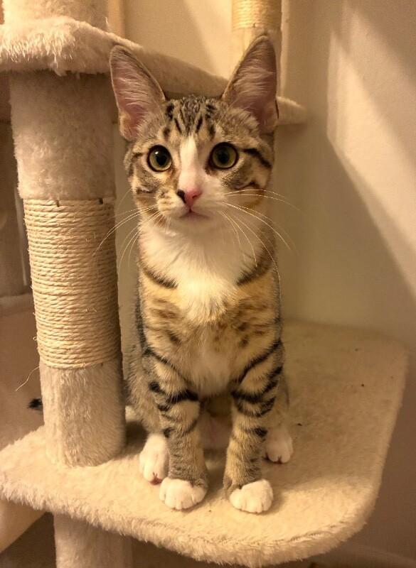 Agnes - Granny Litter, Adoptable, Young Female Tabby.