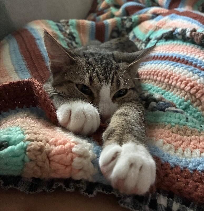 Enlarge Agnes - Granny Litter, a Adoptable Tabby in Anthem, AZ image 2/4