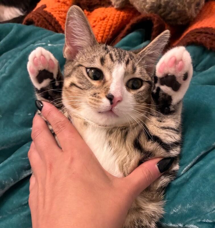 Enlarge Agnes - Granny Litter, a Adoptable Tabby in Anthem, AZ image 3/4