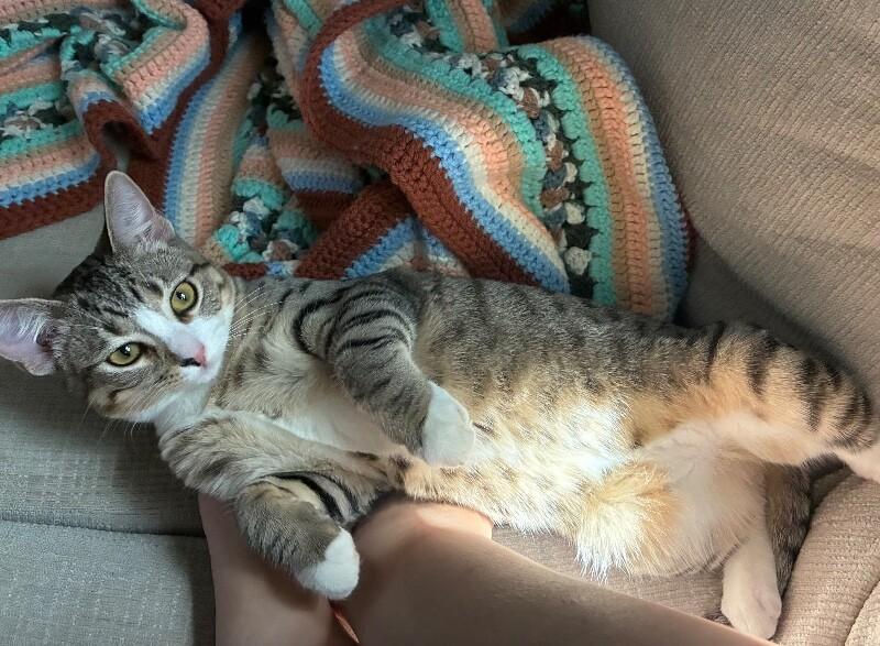 Enlarge Agnes - Granny Litter, a Adoptable Tabby in Anthem, AZ image 4/4