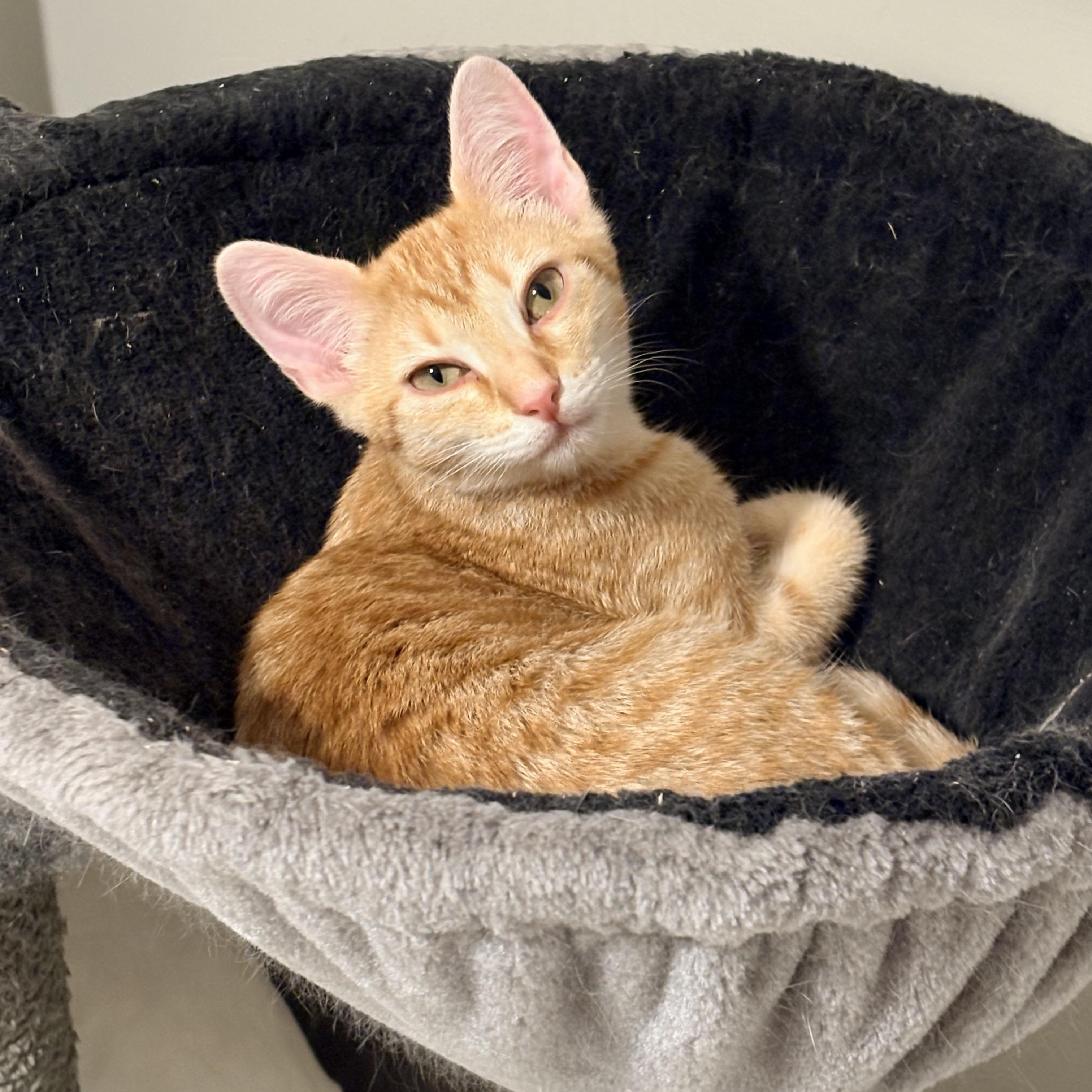 Enlarge Bo, a Adopted Domestic Short Hair in Fredericton, NB image 4/6