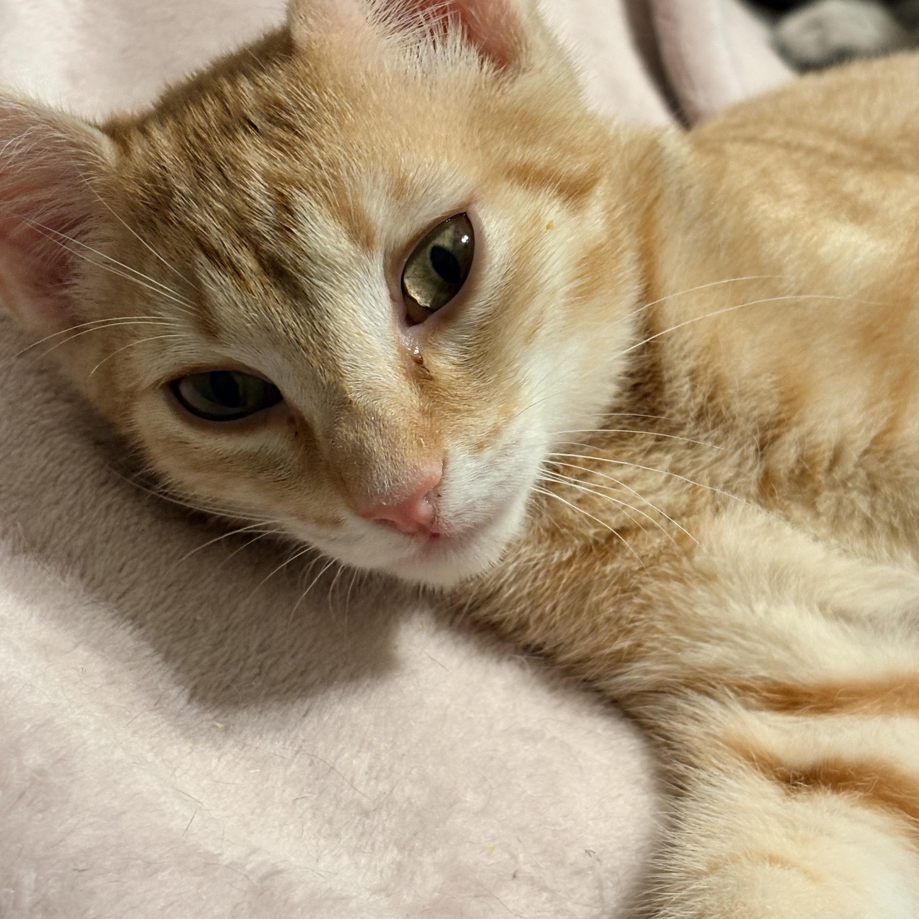 Enlarge Bo, a Adopted Domestic Short Hair in Fredericton, NB image 3/6