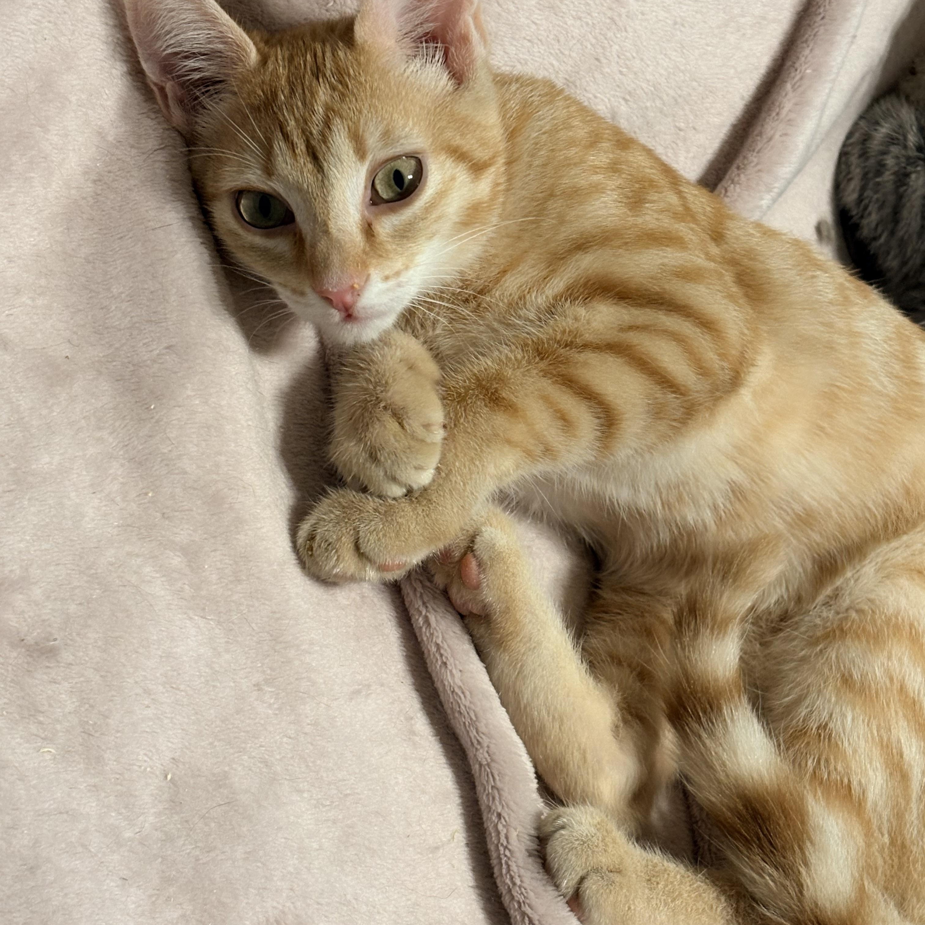 Enlarge Bo, a Adopted Domestic Short Hair in Fredericton, NB image 1/6