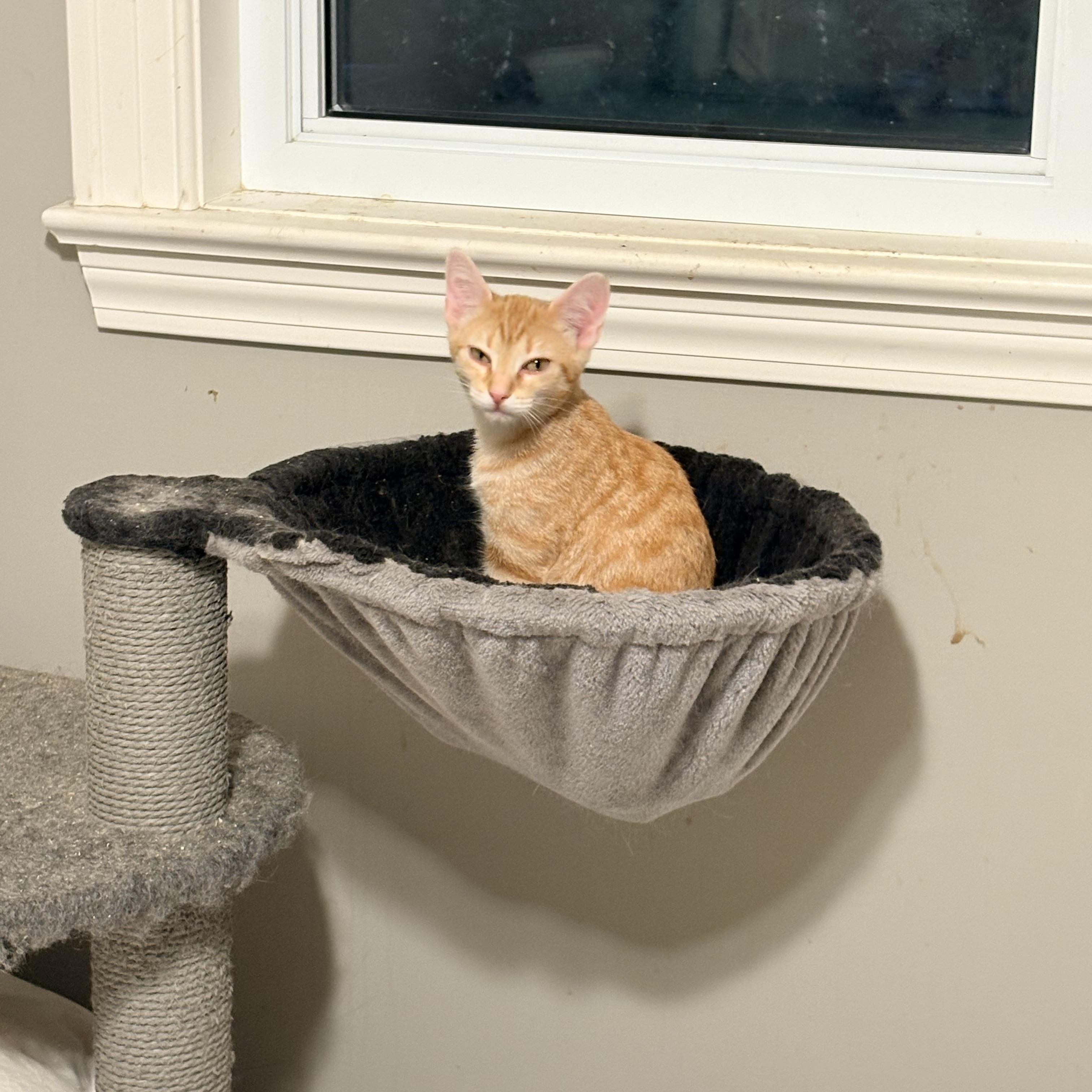 Enlarge Bo, a Adopted Domestic Short Hair in Fredericton, NB image 6/6