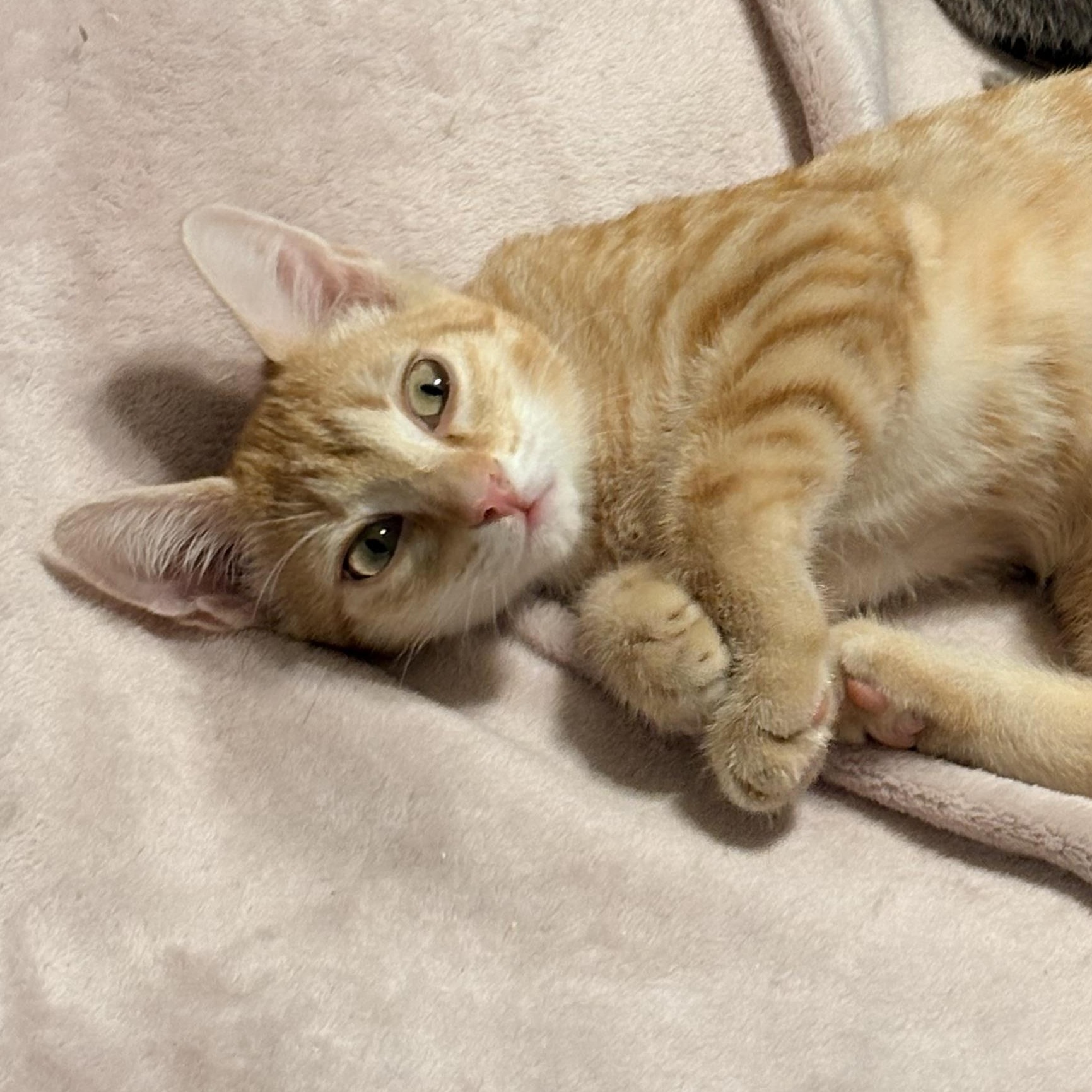 Enlarge Bo, a Adopted Domestic Short Hair in Fredericton, NB image 5/6