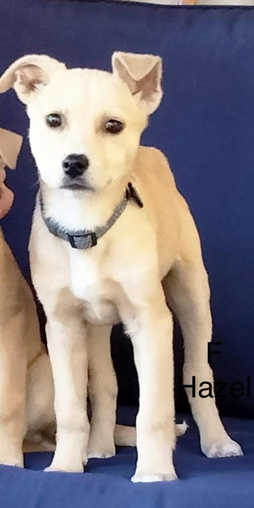 Hazel, Adoptable, Puppy Female Shepherd.