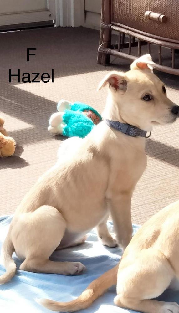 Enlarge Hazel, a Adoptable mixed breed in Willingboro, NJ image 2/2