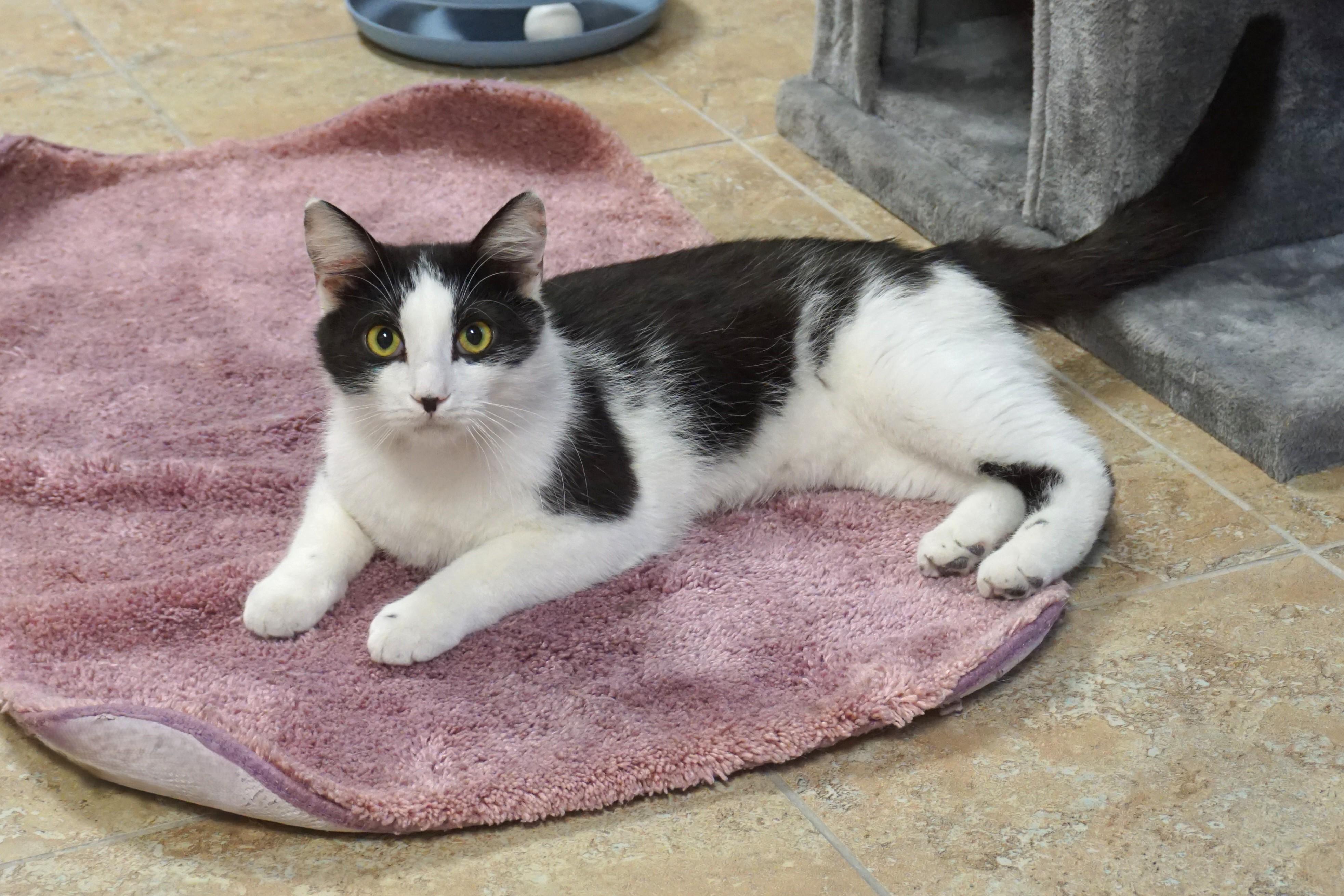 Dirty Martini, adoptable, Young Male Domestic Medium Hair.